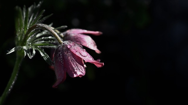 https://pixabay.com/photos/flower-petals-drip-dark-violet-4161610/